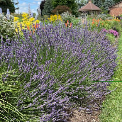 Phenomenal® Lavender (Lavandula) - Photo Property of Garden Crossings LLC