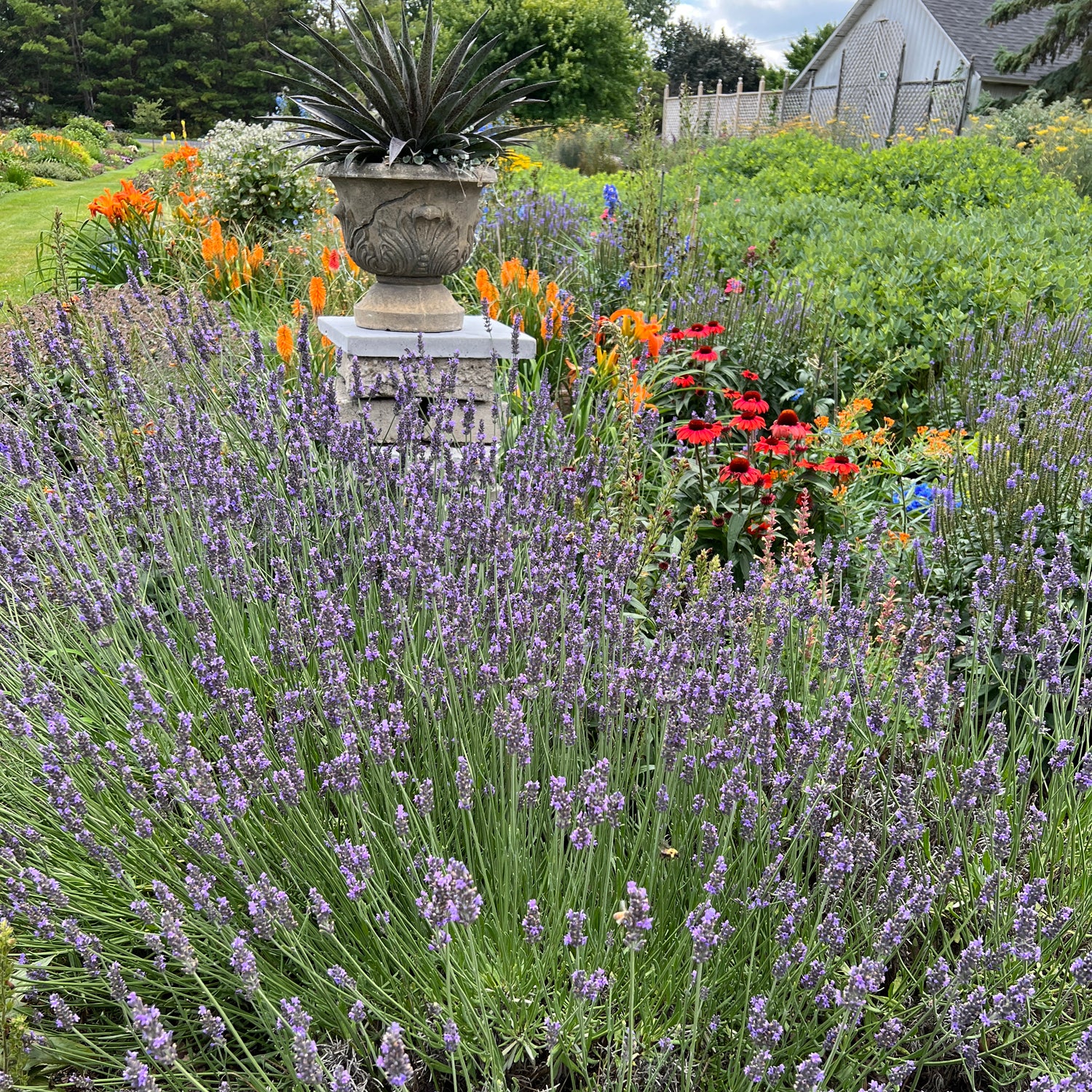 Phenomenal® Lavender (Lavandula) - Photo Property of Garden Crossings LLC