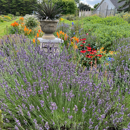 Phenomenal® Lavender (Lavandula) - Photo Property of Garden Crossings LLC