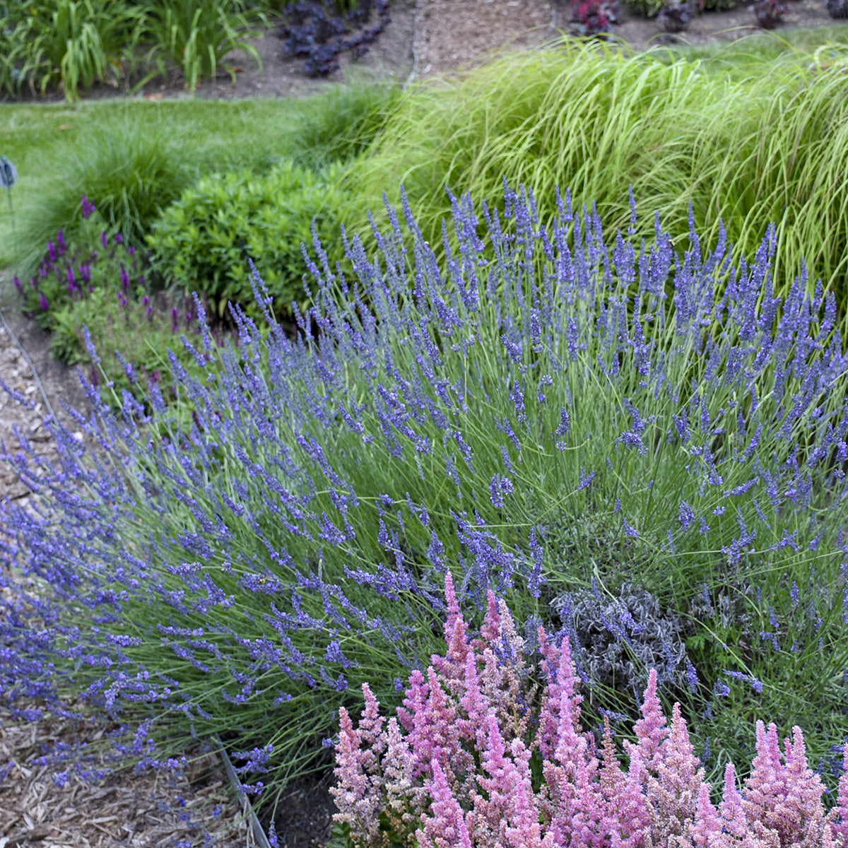 A garden featuring dense green ornamental grasses, a large Phenomenal® Lavender (Lavandula) with cold-hardy blooms, and a cluster of light pink heather in front, all set against mulch and lush background greenery - Photo Courtesy of Walters Gardens, Inc.