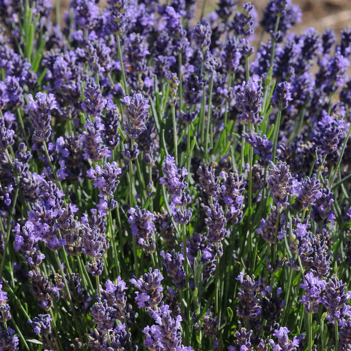 A close-up of dense 'SuperBlue' Lavender (Lavandula) plants, showing vibrant purple flowers and green stems outdoors in natural sunlight - Photo Courtesy of Ball Horticulture, Inc.