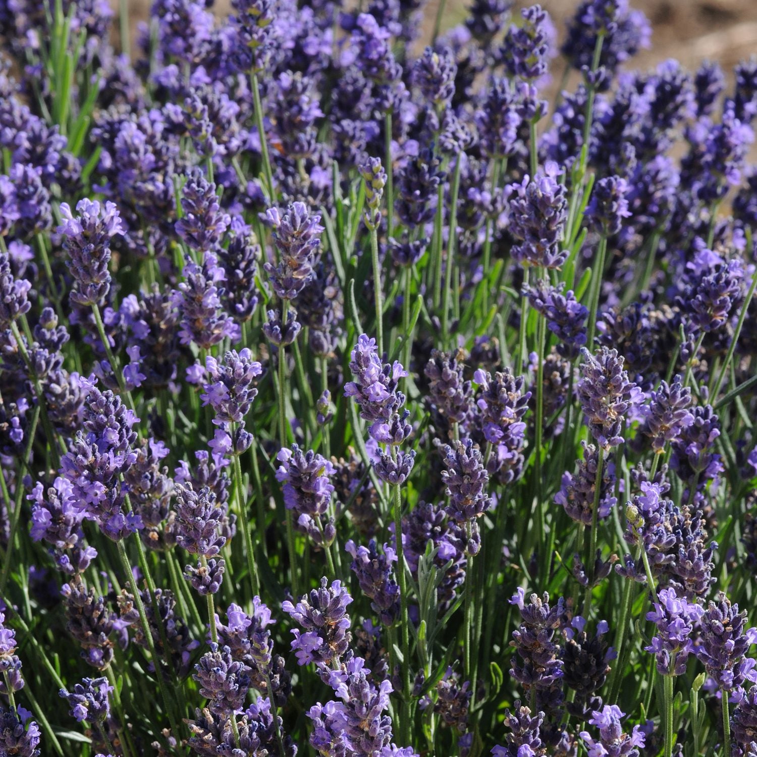 A close-up of dense 'SuperBlue' Lavender (Lavandula) plants, showing vibrant purple flowers and green stems outdoors in natural sunlight - Photo Courtesy of Ball Horticulture, Inc.