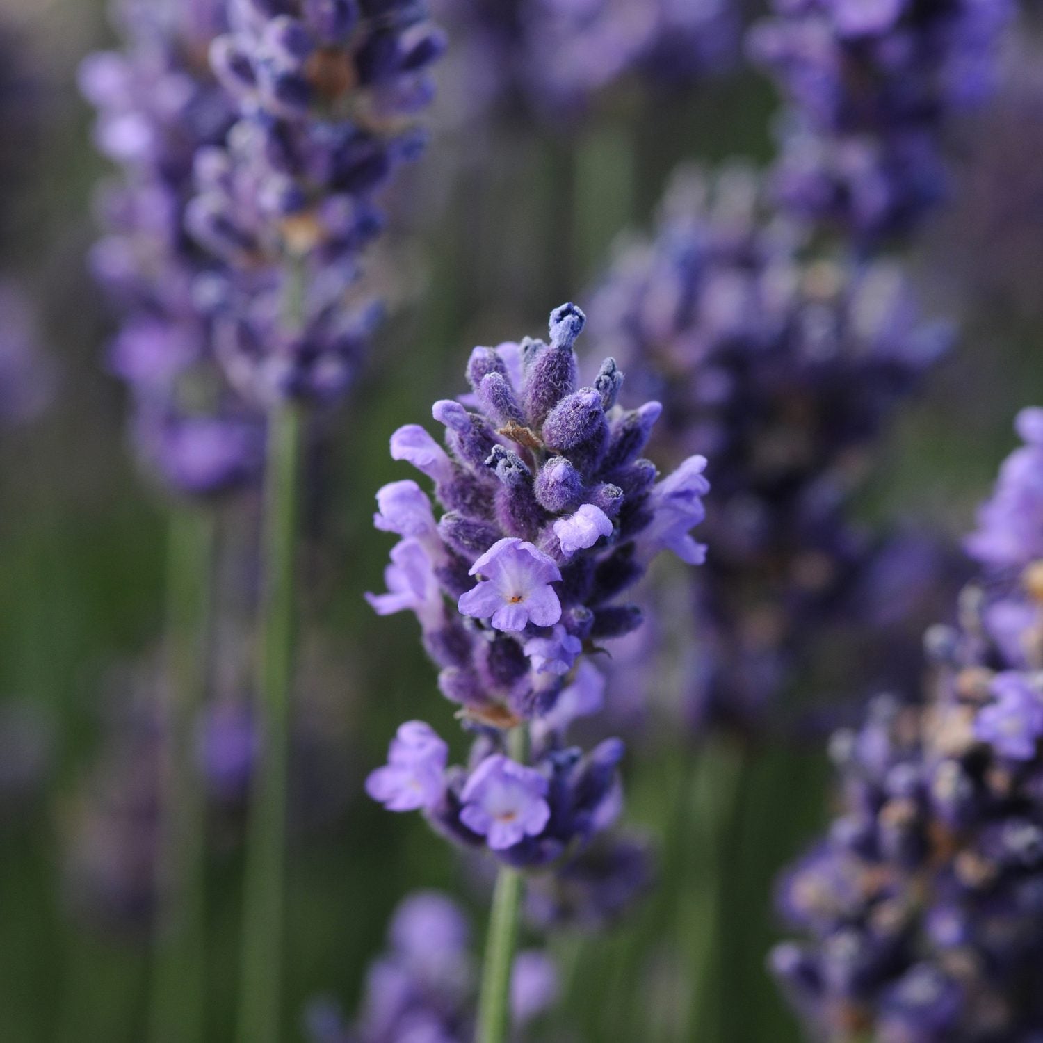 Close-up of fragrant 'SuperBlue' Lavender (Lavandula), highlighting delicate purple petals and buds with a blurred backdrop of more lavender flowers and green stems - Photo Courtesy of Ball Horticulture, Inc.