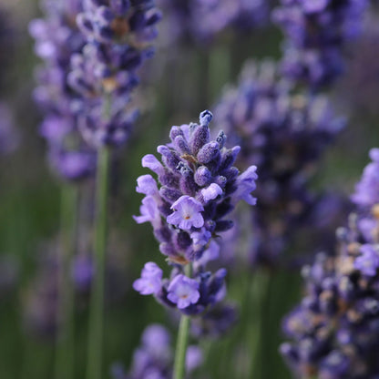 Close-up of fragrant 'SuperBlue' Lavender (Lavandula), highlighting delicate purple petals and buds with a blurred backdrop of more lavender flowers and green stems - Photo Courtesy of Ball Horticulture, Inc.