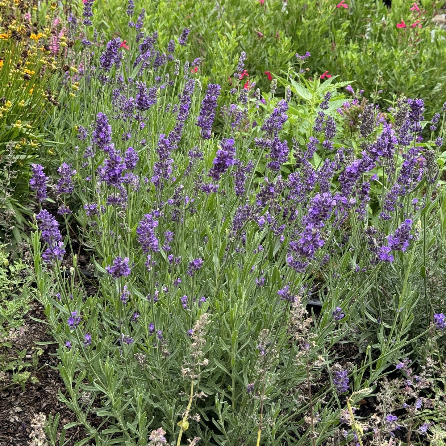 A lush cluster of 'SuperBlue' Lavender (Lavandula) displays vivid purple flowers on tall green stems, surrounded by other garden plants - Photo Property of Garden Crossings LLC.