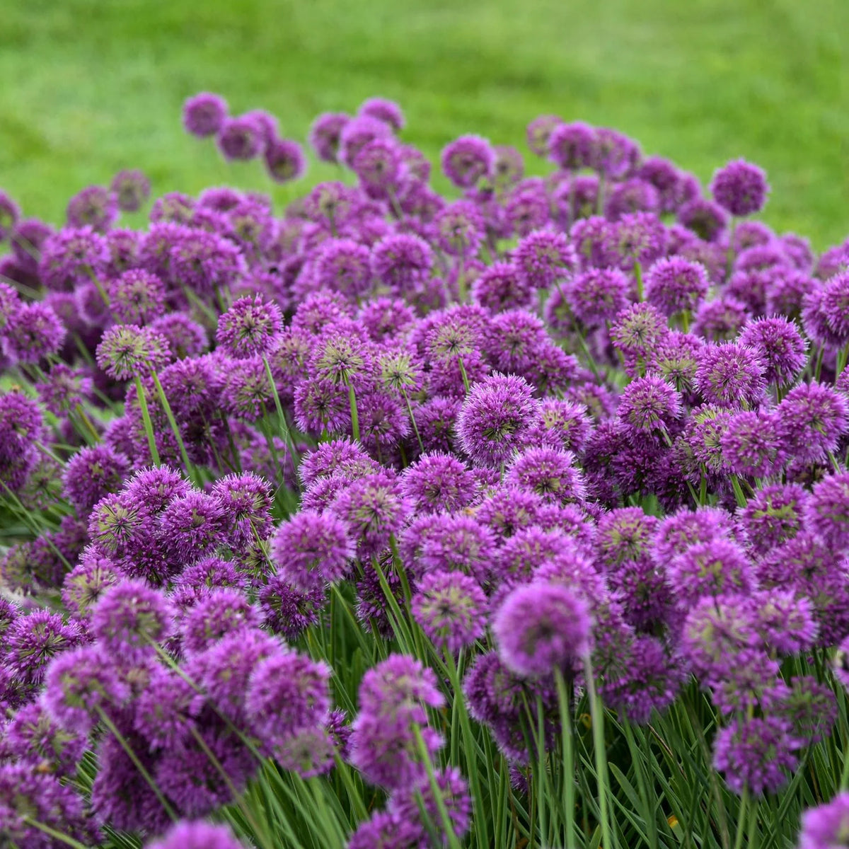 a bush of lavender full-sun perennial flowers in a field