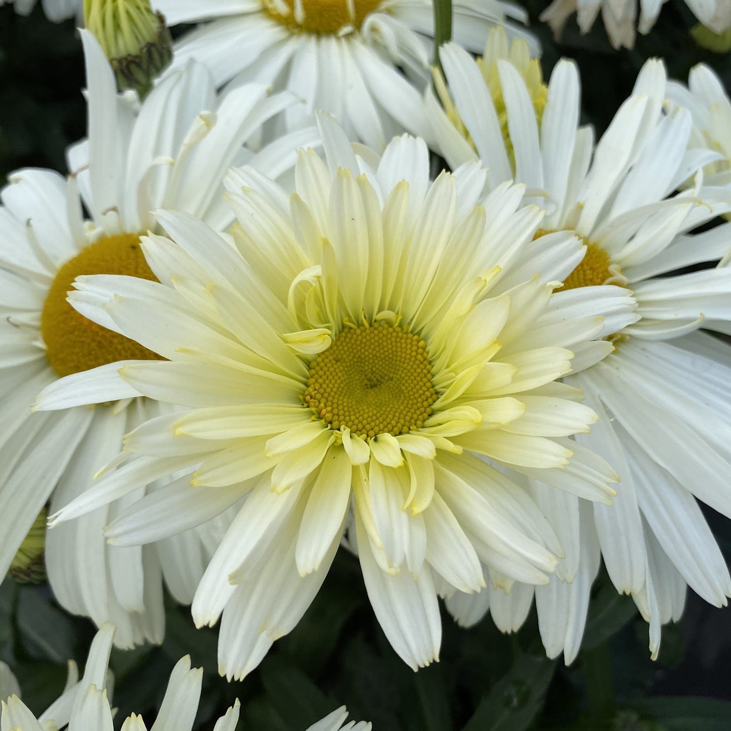 Amazing Daisies® 'Banana Cream II' Shasta Daisy (Leucanthemum) - Photo Property of Garden Crossings LLC