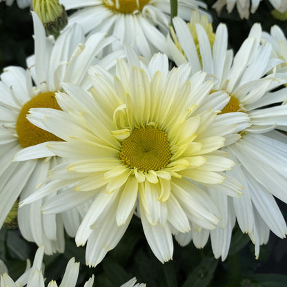 Amazing Daisies® 'Banana Cream II' Shasta Daisy (Leucanthemum) - Photo Property of Garden Crossings LLC