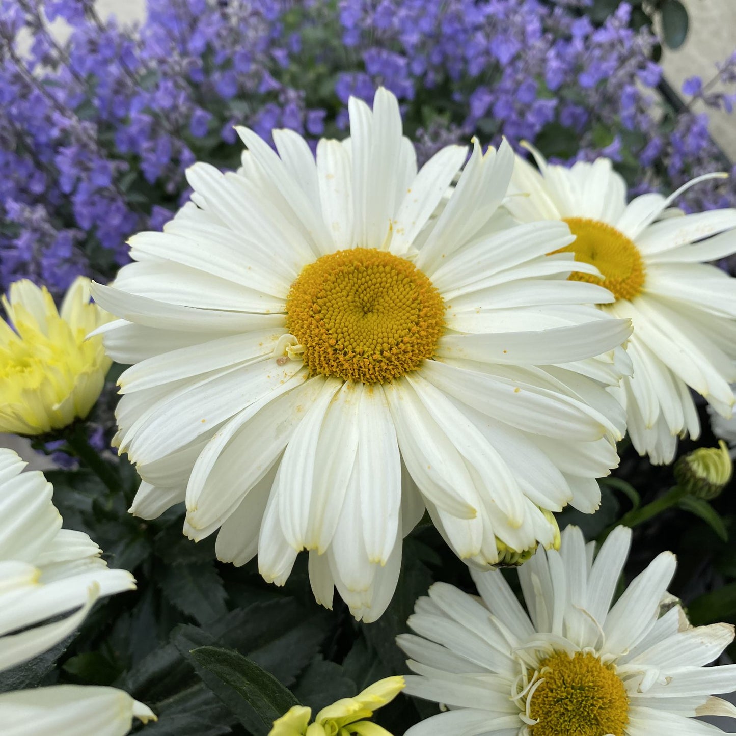 Amazing Daisies® 'Banana Cream II' Shasta Daisy (Leucanthemum) - Photo Property of Garden Crossings LLC