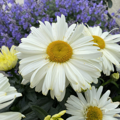 Amazing Daisies® 'Banana Cream II' Shasta Daisy (Leucanthemum) - Photo Property of Garden Crossings LLC