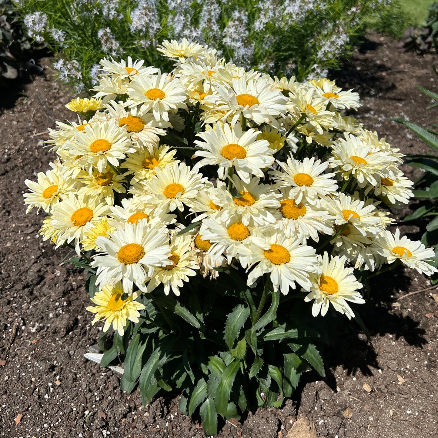 Amazing Daisies® 'Banana Cream II' Shasta Daisy (Leucanthemum) - Photo Property of Garden Crossings LLC