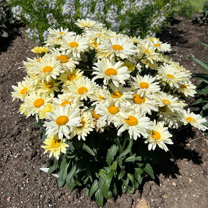 Amazing Daisies® 'Banana Cream II' Shasta Daisy (Leucanthemum) - Photo Property of Garden Crossings LLC