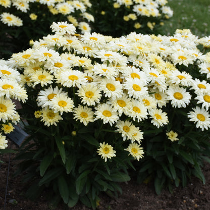 Amazing Daisies® 'Banana Cream II' Shasta Daisy (Leucanthemum) - Photo Courtesy of Proven Winners, Inc.