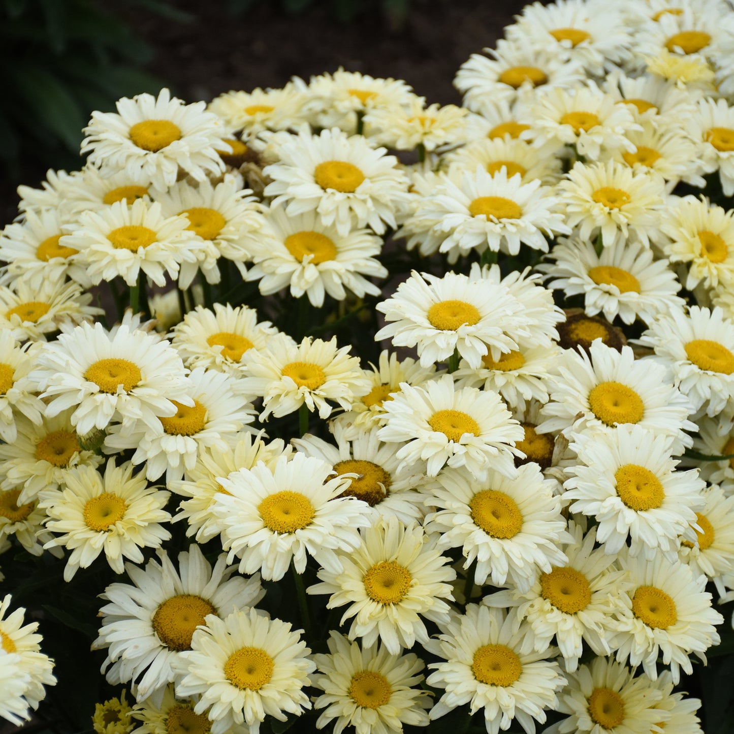 Amazing Daisies® 'Banana Cream II' Shasta Daisy (Leucanthemum) - Photo Courtesy of Proven Winners, Inc.