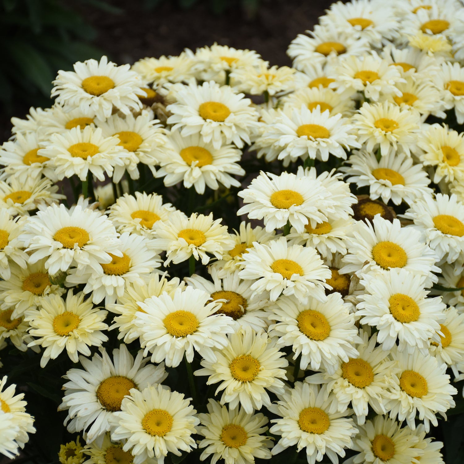 Amazing Daisies® 'Banana Cream II' Shasta Daisy (Leucanthemum) - Photo Courtesy of Proven Winners, Inc.