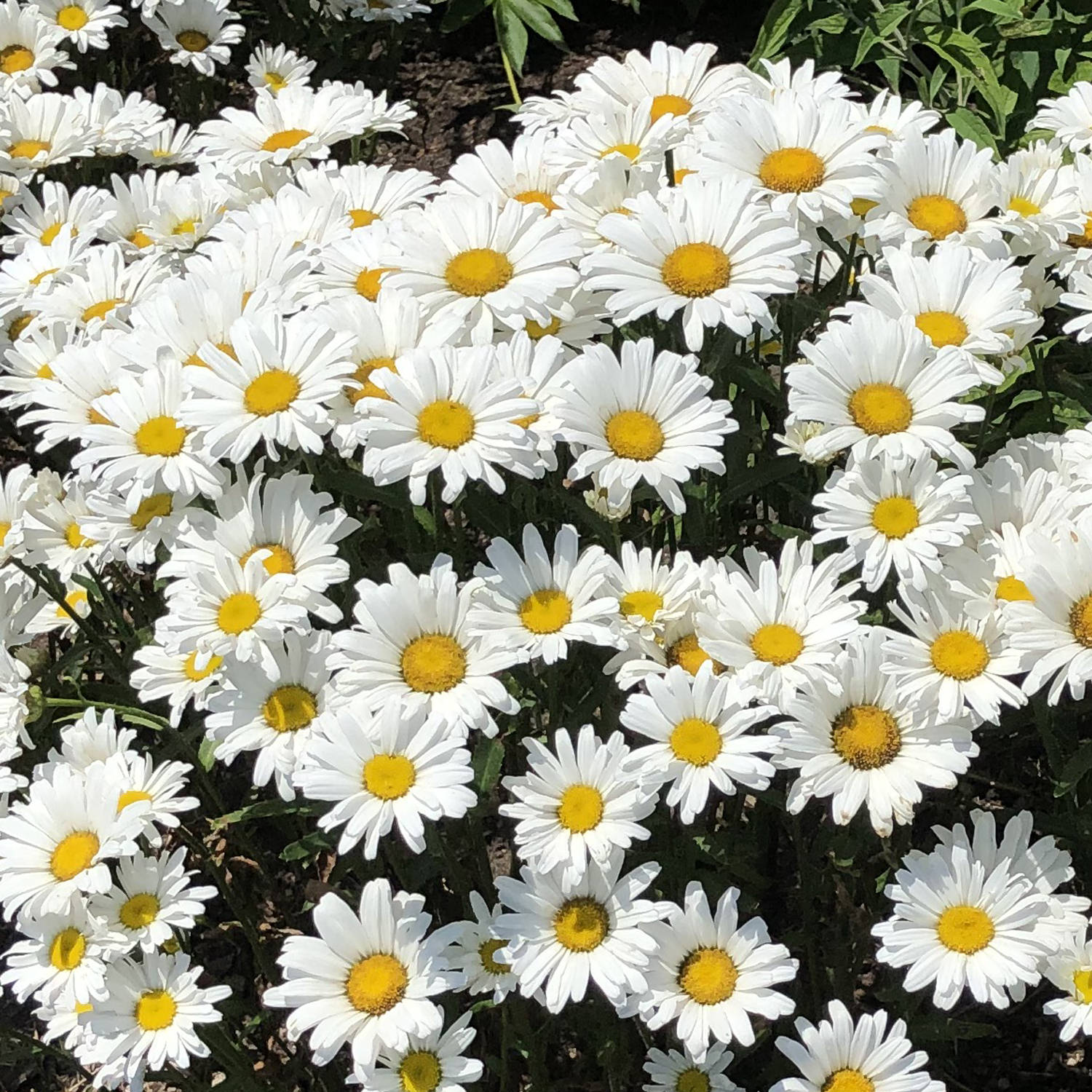 Top-down view of Amazing Daisies® Daisy May® Shasta Daisy (Leucanthemum) features clusters of white blooms with yellow centers and lush green foliage, creating a cheerful, perennial display that brightens any garden when grown in sunny outdoor spots - Photo Property of Garden Crossings LLC.