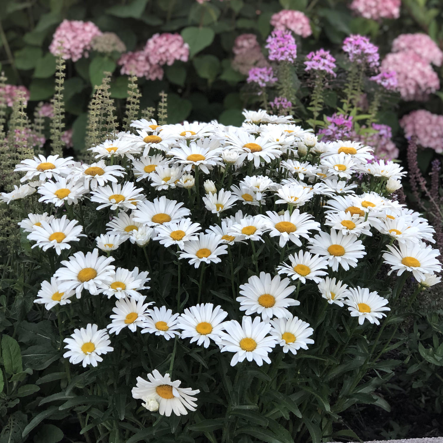Amazing Daisies® Daisy May® Shasta Daisy (Leucanthemum) - Photo Property of Garden Crossings LLC