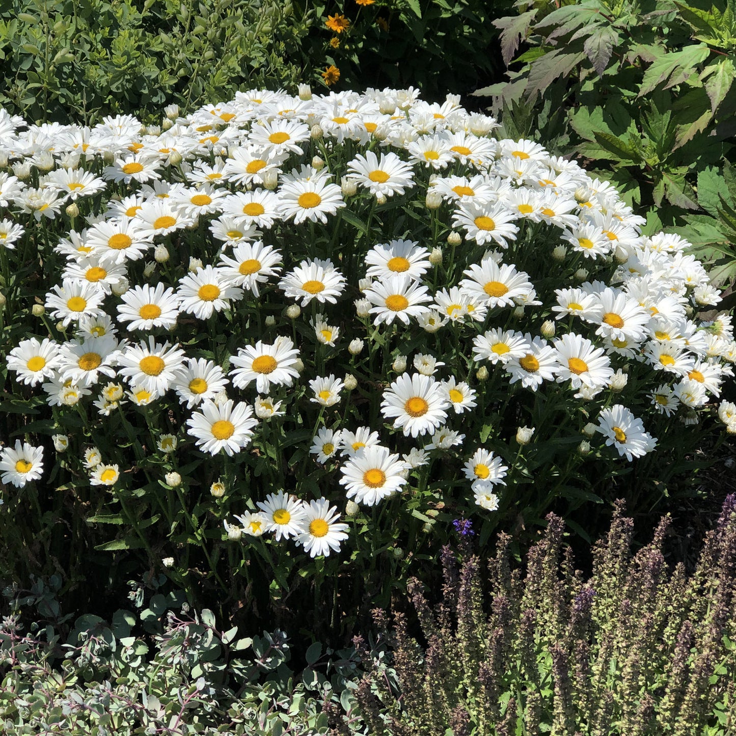 Amazing Daisies® Daisy May® Shasta Daisy (Leucanthemum) - Photo Property of Garden Crossings LLC