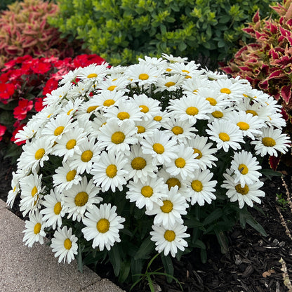 Amazing Daisies® Daisy May® Shasta Daisy (Leucanthemum) - Photo Property of Garden Crossings LLC