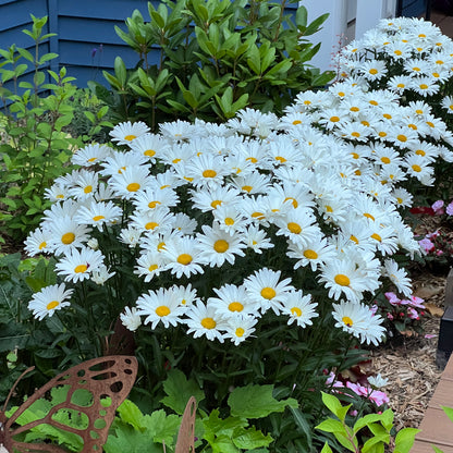 Amazing Daisies® Daisy May® Shasta Daisy (Leucanthemum) - Photo Property of Garden Crossings LLC