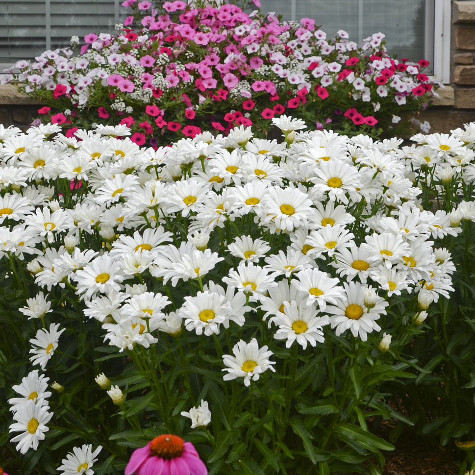 Amazing Daisies® Daisy May® Shasta Daisy (Leucanthemum) - Photo Courtesy of Walters Gardens, Inc.