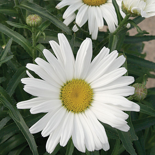 Amazing Daisies® Daisy May® Shasta Daisy (Leucanthemum) - Photo Courtesy of Walters Gardens, Inc.