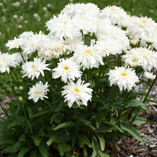 Amazing Daisies® 'Marshmallow' Shasta Daisy (Leucanthemum) - Photo Courtesy of Proven Winners, Inc.