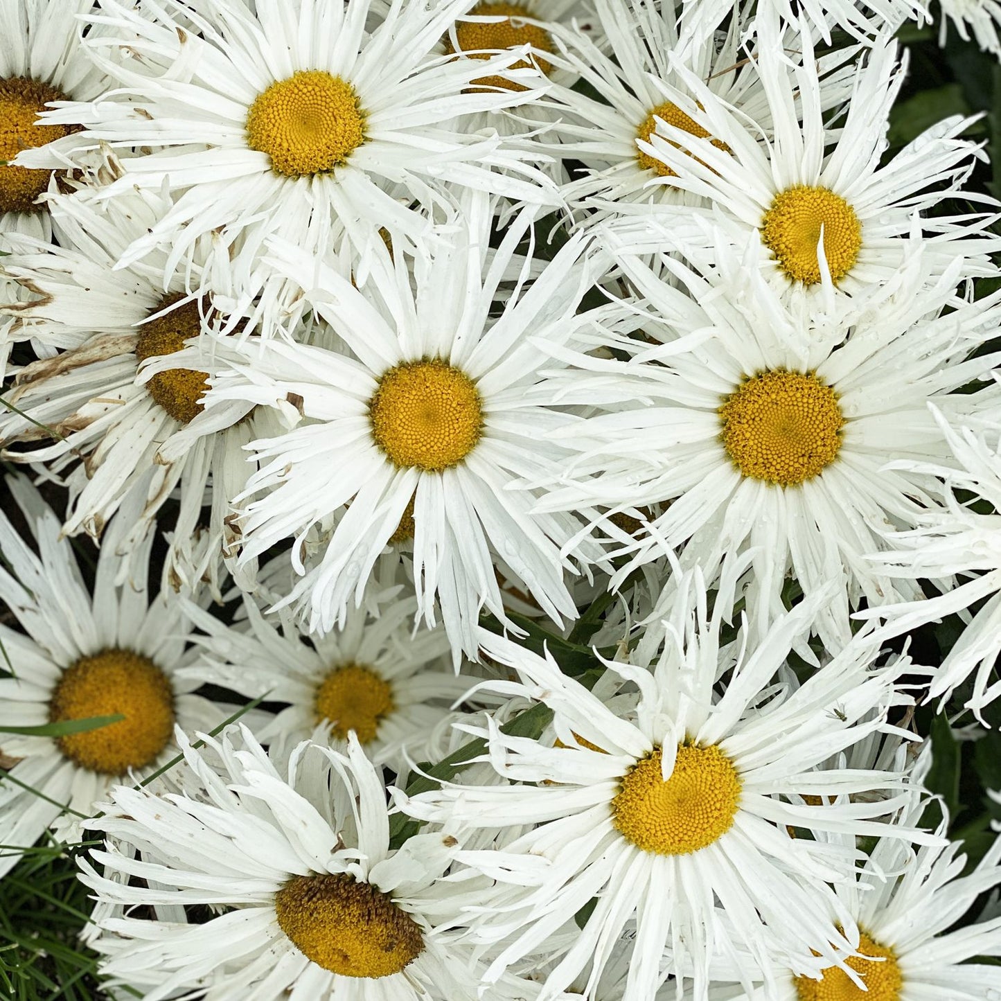 Amazing Daisies® 'Spun Silk' Shasta Daisy (Leucanthemum) - Photo Property of Garden Crossings LLC