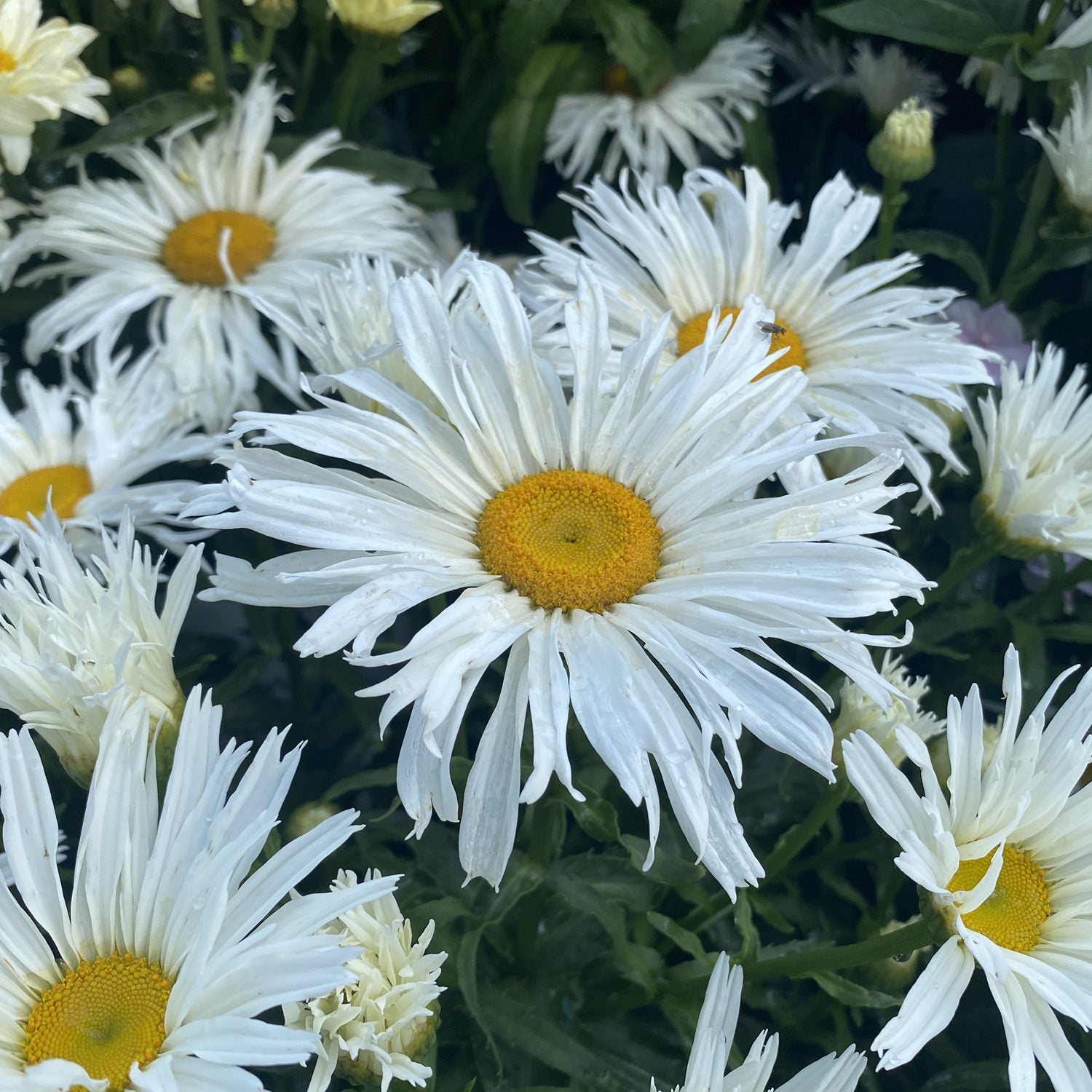 Amazing Daisies® 'Spun Silk' Shasta Daisy (Leucanthemum) - Photo Property of Garden Crossings LLC