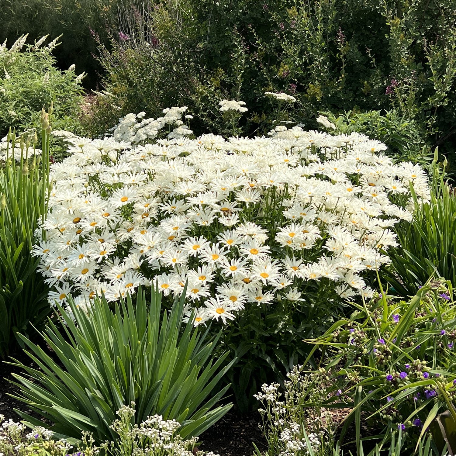 Amazing Daisies® 'Spun Silk' Shasta Daisy (Leucanthemum) - Photo Property of Garden Crossings LLC