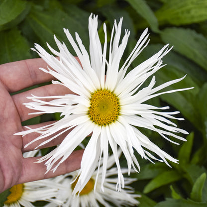 Amazing Daisies® 'Spun Silk' Shasta Daisy (Leucanthemum) - Photo Courtesy of Proven Winners, Inc.