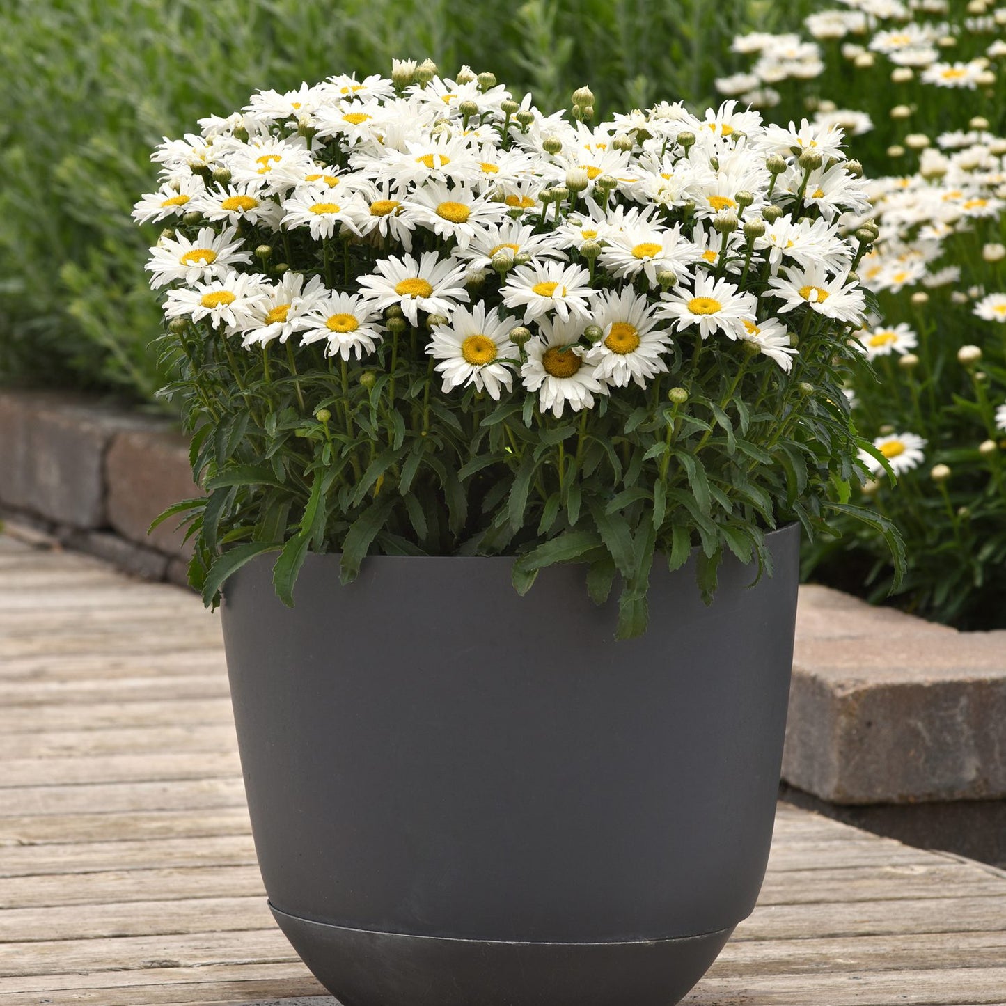 Whitecap' Shasta Daisy (Leucanthemum) - Photo Courtesy of Ball Horticulure, Inc.