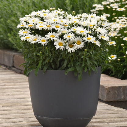 Whitecap' Shasta Daisy (Leucanthemum) - Photo Courtesy of Ball Horticulure, Inc.