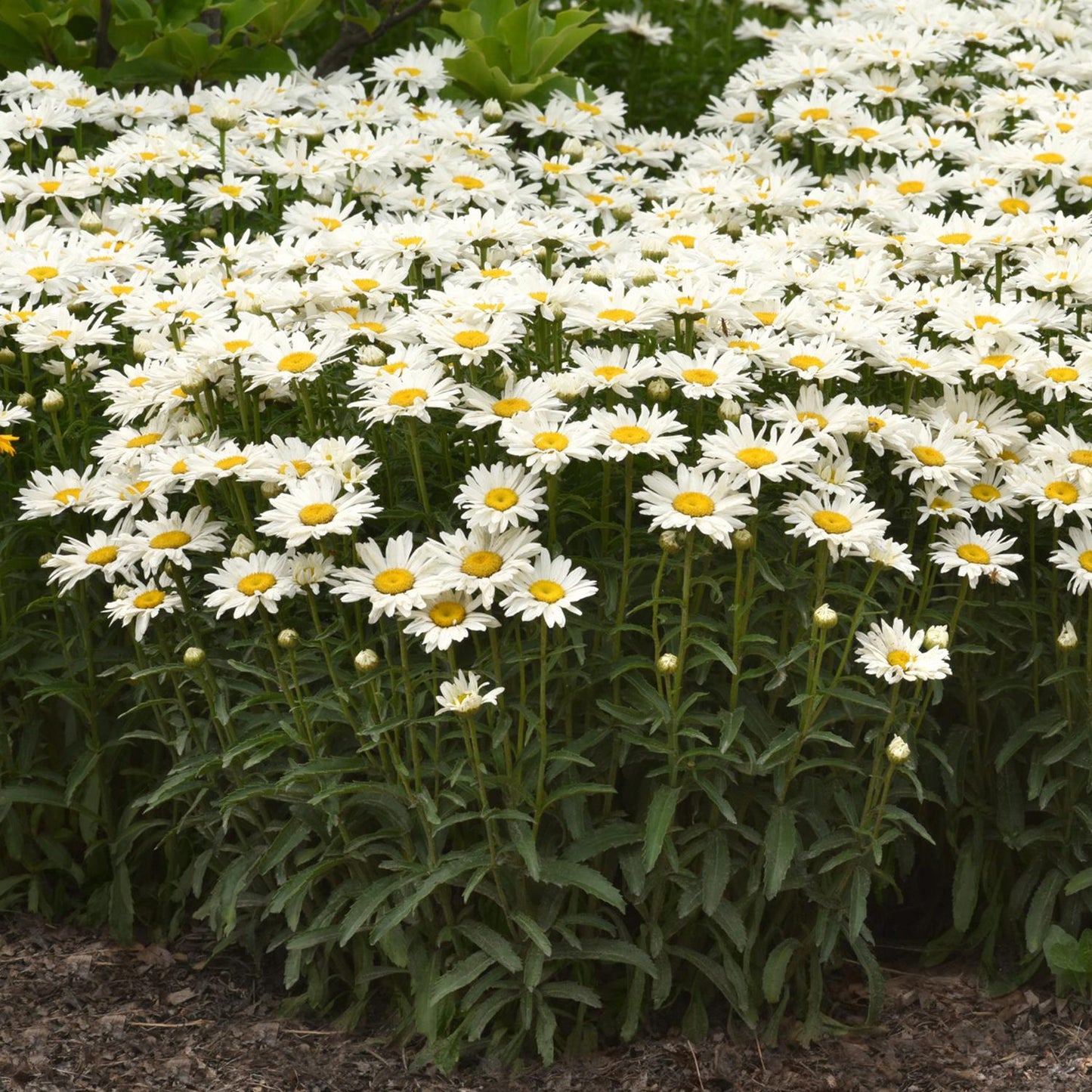 Whitecap' Shasta Daisy (Leucanthemum) - Photo Courtesy of Ball Horticulure, Inc.