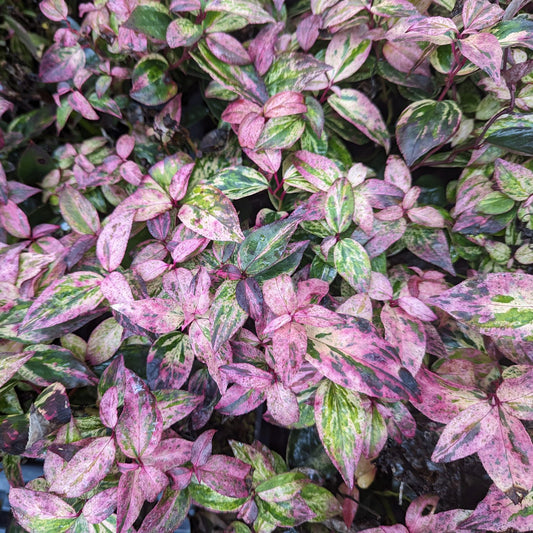 Paisley Pup® Doghobble (Leucothoe) - Photo Courtesy of Proven Winners, Inc.