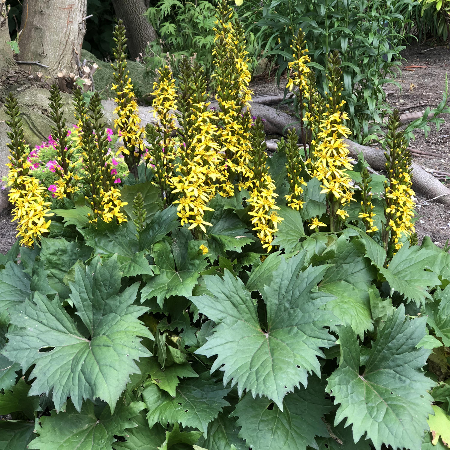 'Bottle Rocket' Ligularia features tall spikes of yellow flowers and jagged green leaves, thriving in forest shade pairs beautifully with pink blooms among trees and logs - Photo Property of Garden Crossings LLC.