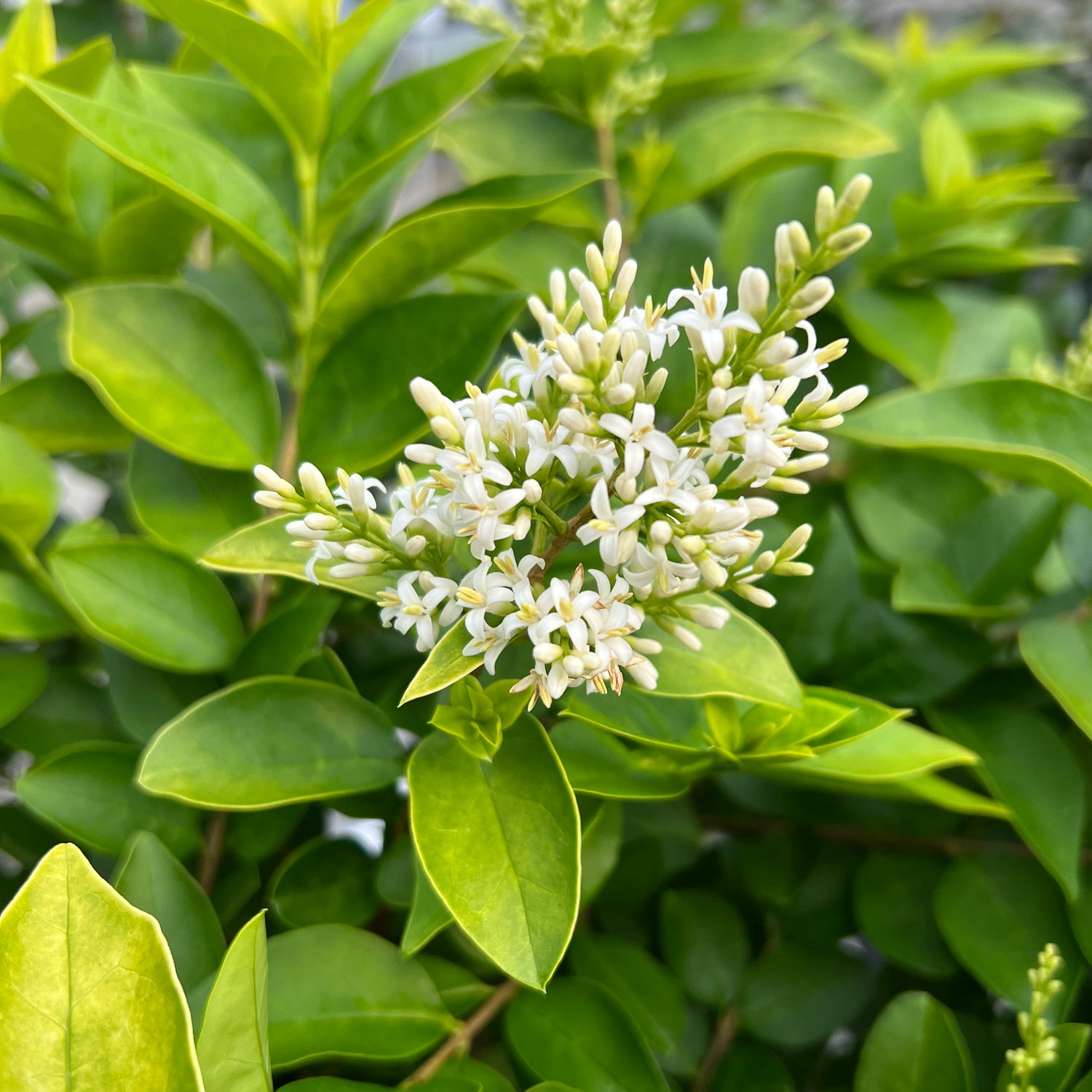 Golden Ticket® Privet (Ligustrum) - Photo Property of Garden Crossings LLC
