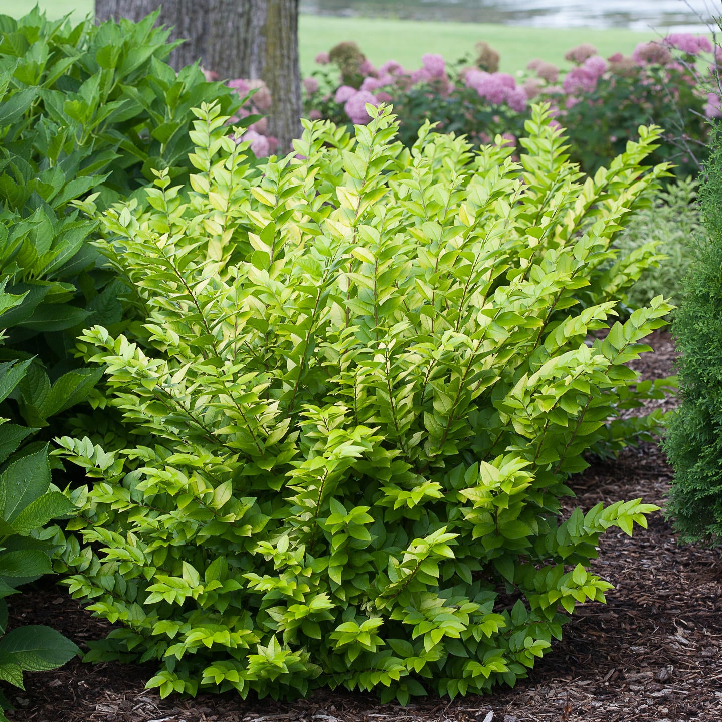 Golden Ticket® Privet (Ligustrum) - Photo Courtesy of Proven Winners, Inc.