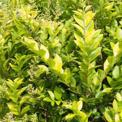 Golden Ticket® Privet (Ligustrum) - Photo Courtesy of Proven Winners, Inc.