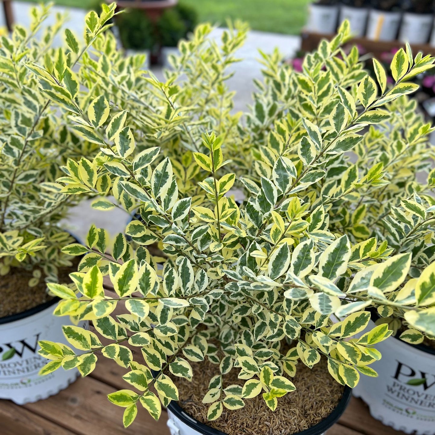 Close-up of a Good Vibrations® Privet (Ligustrum), a deer-resistant shrub with green leaves edged in yellow, displayed in a white PW pot on a wooden surface. More pots and greenery are softly blurred in the background. - Photo Property of Garden Crossings LLC