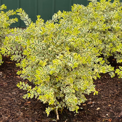 Good Vibrations® Privet (Ligustrum) is a dense, deer-resistant shrub with small oval leaves boasting green centers and creamy yellow edges, thriving in mulched soil before a green wall. - Photo Property of Garden Crossings LLC