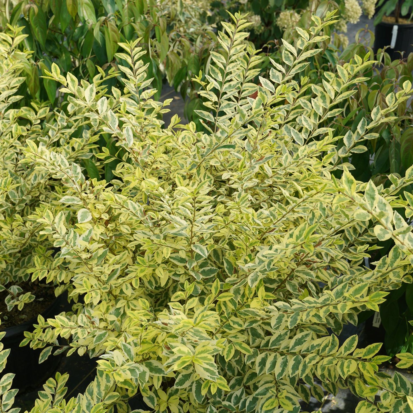 A dense Good Vibrations® Privet (Ligustrum) bush with pale green and yellow-variegated, deer-resistant foliage grows in a garden, its lush leaves standing out among the other greenery. - Photo Courtesy of Proven Winners, Inc. 