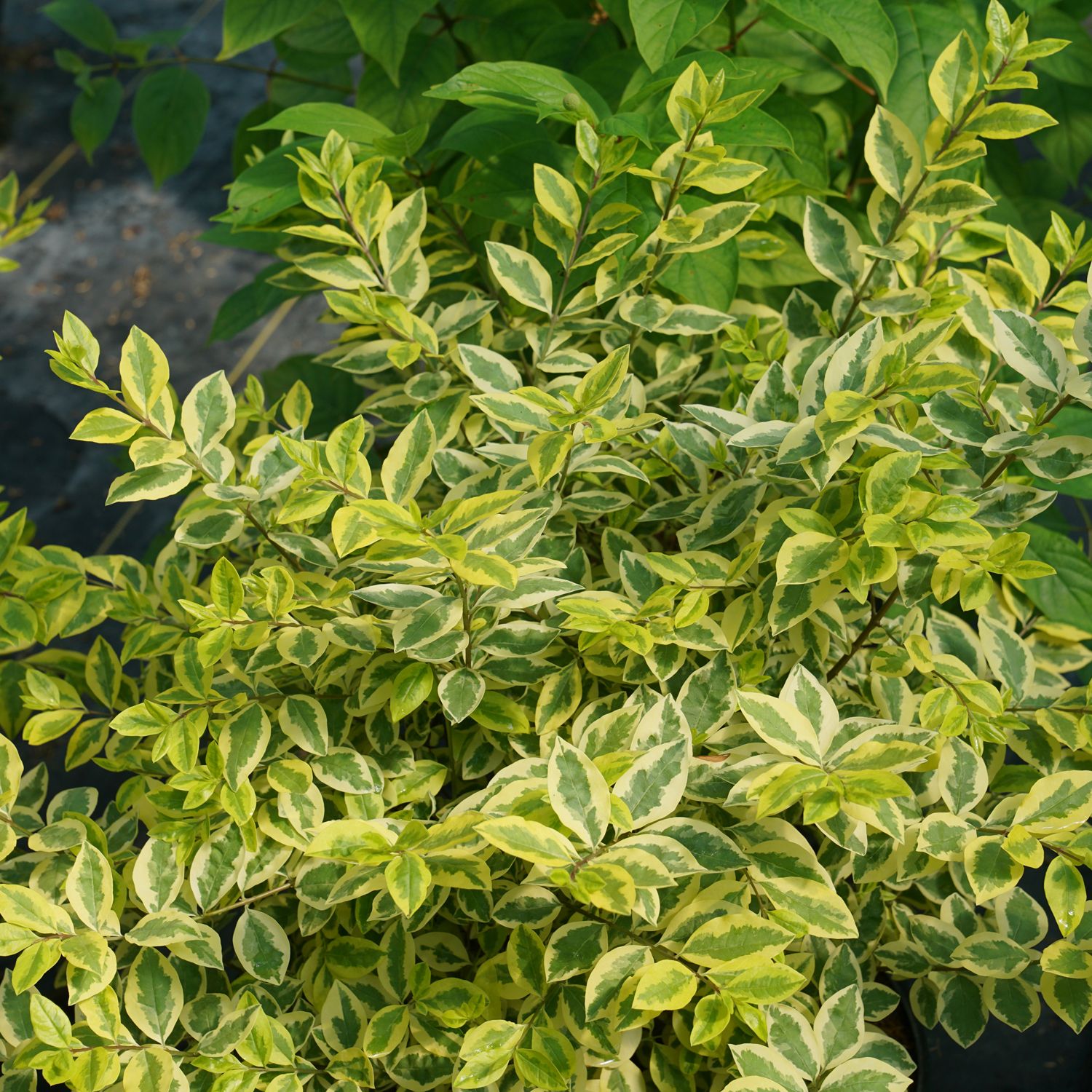 Good Vibrations® Privet (Ligustrum) is a dense, deer-resistant shrub known for its variegated oval leaves with green centers and creamy-yellow edges, providing striking color contrast against the darker green foliage in the background. - Photo Courtesy of Proven Winners, Inc. 