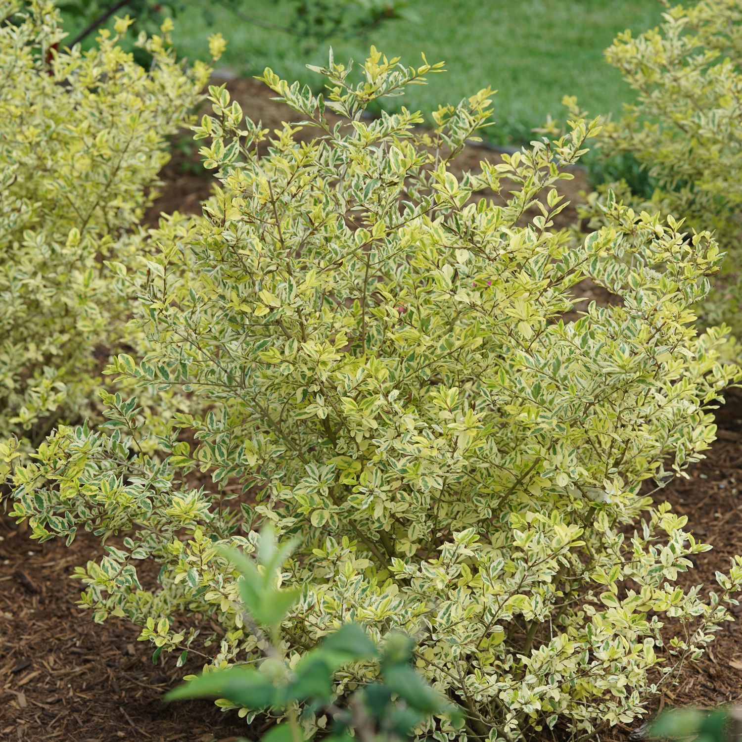 Good Vibrations® Privet (Ligustrum) is a deer-resistant, variegated evergreen shrub with dense green foliage edged in creamy yellow in a mulched garden bed and striking against green grass. - Photo Courtesy of Proven Winners, Inc. 