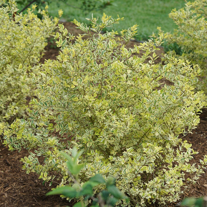 Good Vibrations® Privet (Ligustrum) is a deer-resistant, variegated evergreen shrub with dense green foliage edged in creamy yellow in a mulched garden bed and striking against green grass. - Photo Courtesy of Proven Winners, Inc. 