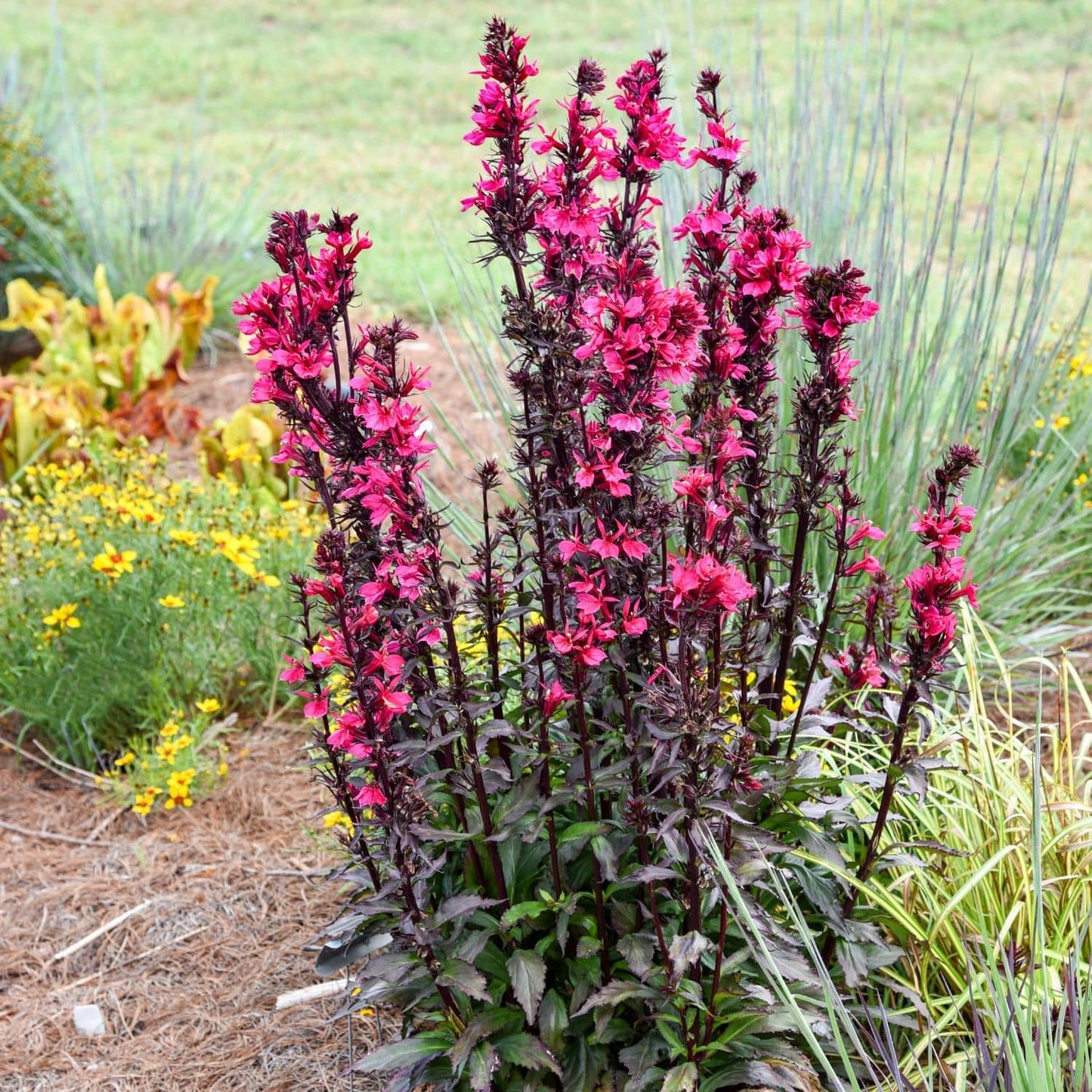 A tall flowering plant with dark reddish-purple stems and bright pink blossoms, planted in a garden bed with grass and other plants in the background. - Photo Courtesy of Walters Gardens, Inc.