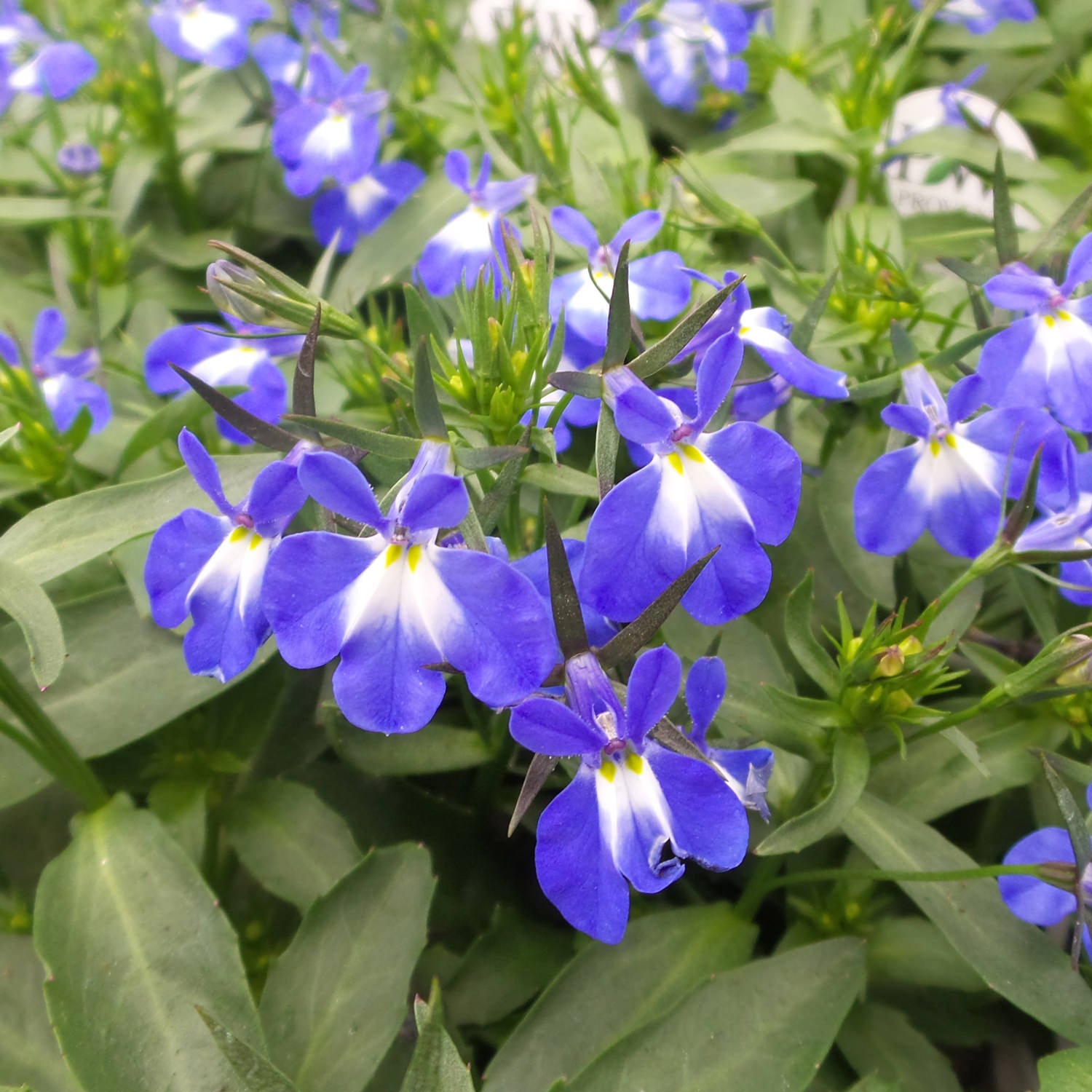 Laguna® Compact Blue With Eye Lobelia - Photo Property of Garden Crossings LLC