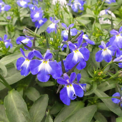 Laguna® Compact Blue With Eye Lobelia - Photo Property of Garden Crossings LLC