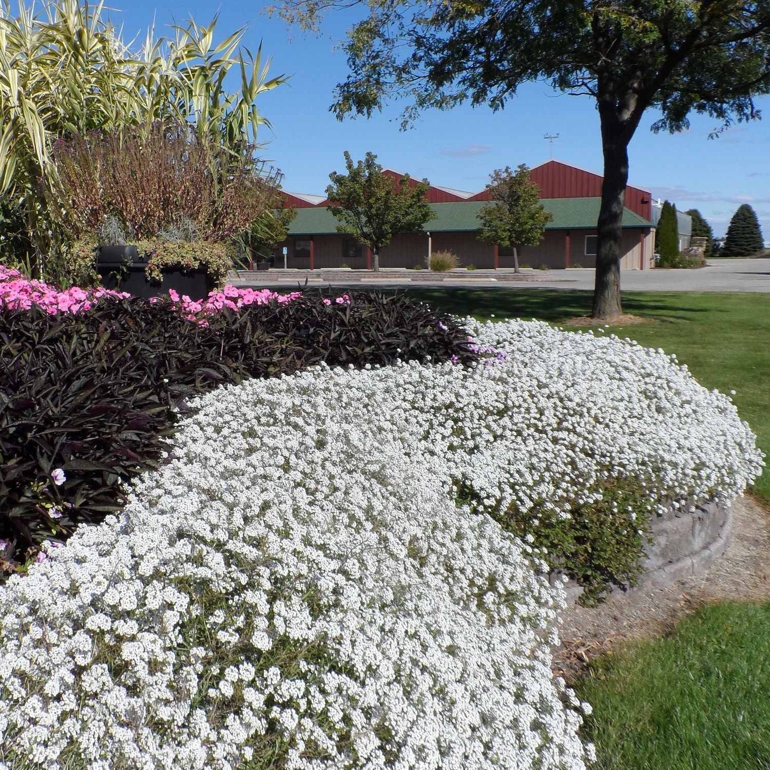 A landscaped garden features Snow Princess® Sweet Alyssum (Lobularia) with fragrant white flowers, pink blooms, dark foliage, and green grass bordered by stone. Trees and a building with a green roof stand under a clear blue sky in the background - Photo Property of Garden Crossings LLC.