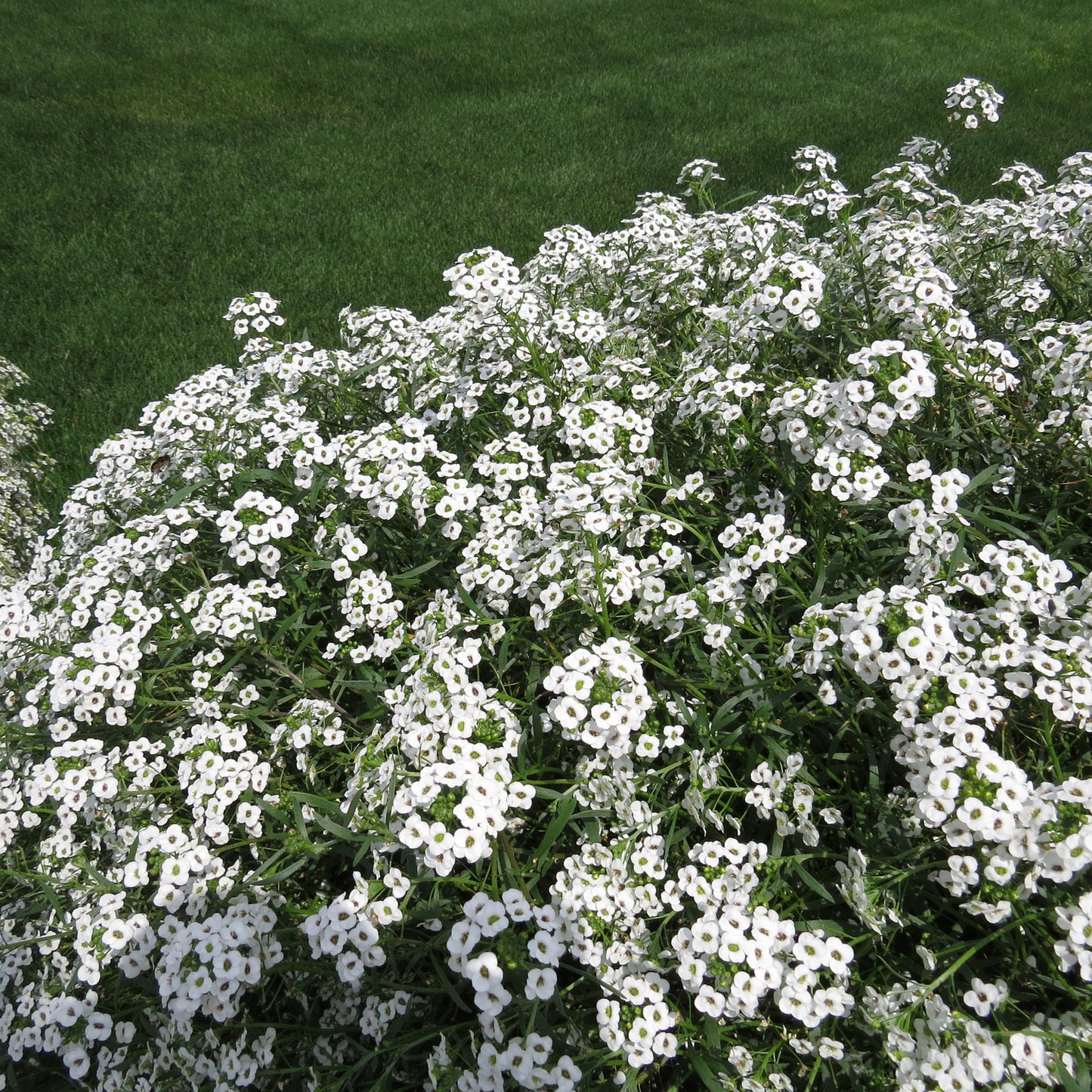 A dense cluster of fragrant white blooms from Snow Princess® Sweet Alyssum (Lobularia) fills the foreground, set against vibrant green grass and bathed in natural sunlight - Photo Property of Garden Crossings LLC.